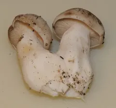 Fried Chicken Mushroom thumbnail 3