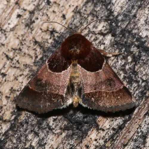 Arcigera Flower Moth