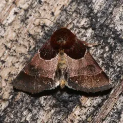 Arcigera Flower Moth thumbnail 1