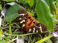 Opulent Tiger Moth thumbnail 2
