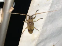 Living-hickory Borer thumbnail 4