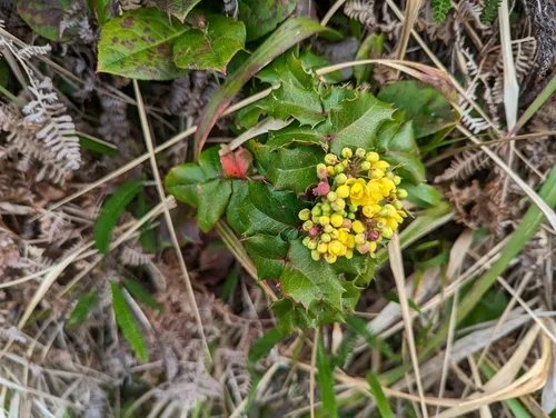 California barberry