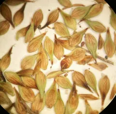 northern clustered sedge thumbnail 4