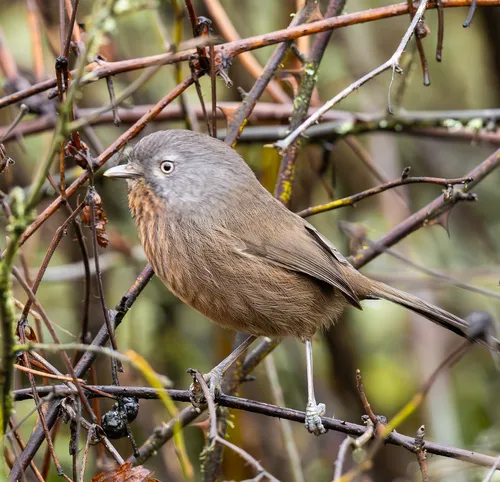 Wrentit