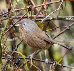 Wrentit thumbnail 1