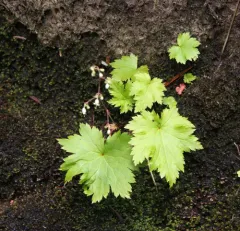 alpine alumroot thumbnail 2
