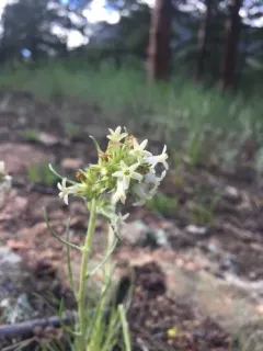Spiked Ipomopsis thumbnail 2