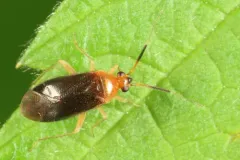 Rhinocapsus rubricans thumbnail 3