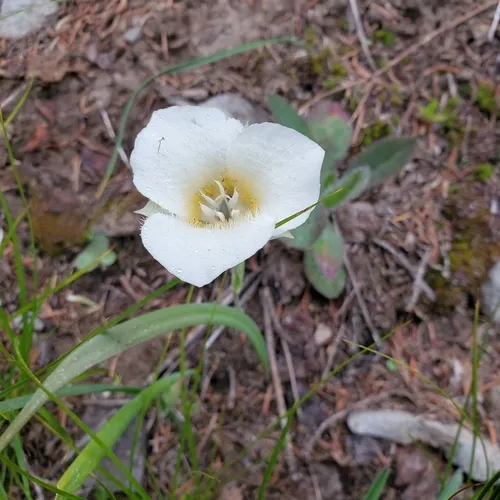 subalpine mariposa lily