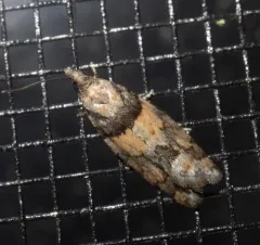 Red-striped Needleworm Moth thumbnail 4