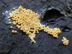 Oligonema affine thumbnail 4
