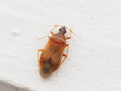 Amphiareus obscuriceps