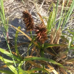 big-head sedge thumbnail 2