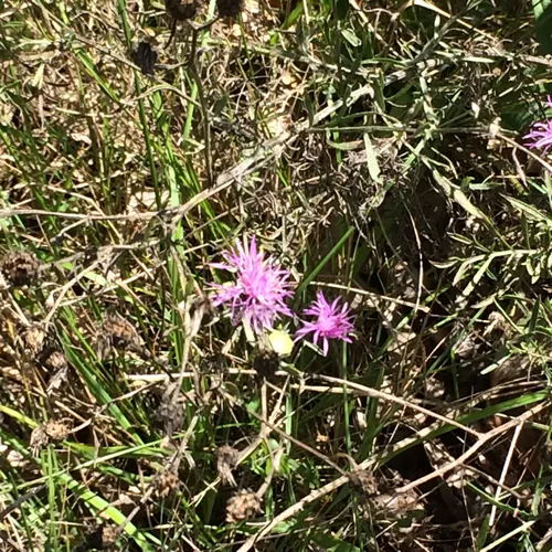 spotted knapweed