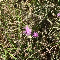 spotted knapweed thumbnail 1