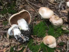 Cortinarius alboglobosus thumbnail 2