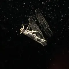Four-spotted Yellowneck Moth thumbnail 3