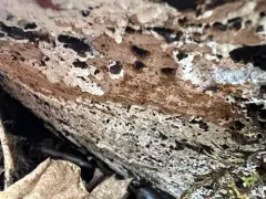 Dichostereum pallescens thumbnail 2