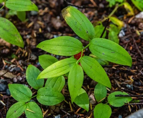 Small Twisted-stalk