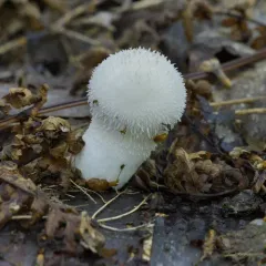 Meadow Puffball thumbnail 2