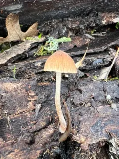 Psathyrella quercicola thumbnail 2