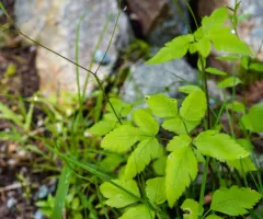 Purple Sweet-cicely thumbnail 2