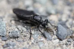 Eastern Black Chiselmouth thumbnail 1