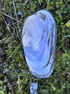 Neotrapezium liratum thumbnail 3