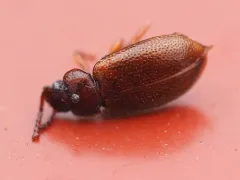 Anaedus brunneus thumbnail 3