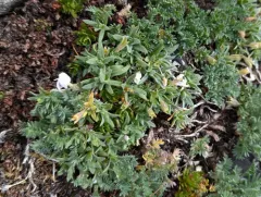 Richardson's phlox thumbnail 4