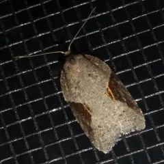 MacDunnough's Acleris thumbnail 4