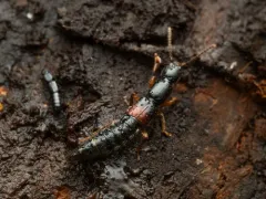 Lathrobium geminum thumbnail 2