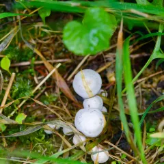 White Domecap thumbnail 4