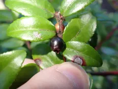 Phyllosticta vaccinii thumbnail 3