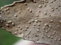 Stictis vaccinii thumbnail 2