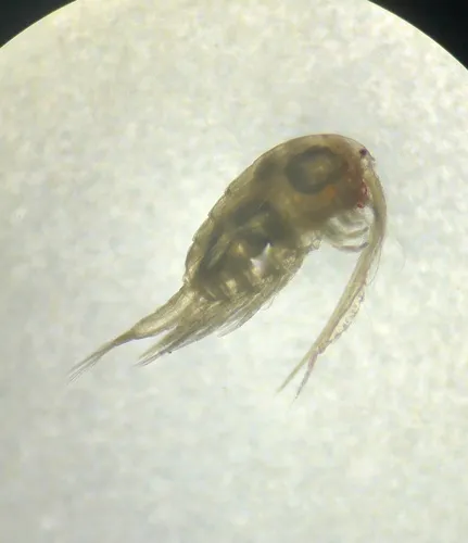Hesperodiaptomus caducus