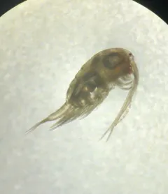 Hesperodiaptomus caducus thumbnail 1