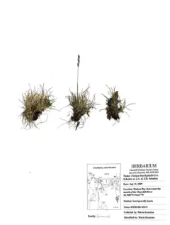 Shortleaf Fescue thumbnail 3