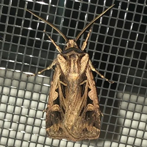 Tricose Dart