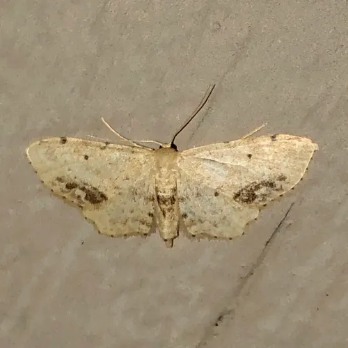 Single-dotted Wave