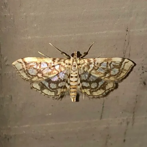 Bog Lygropia Moth