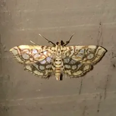 Bog Lygropia Moth thumbnail 1