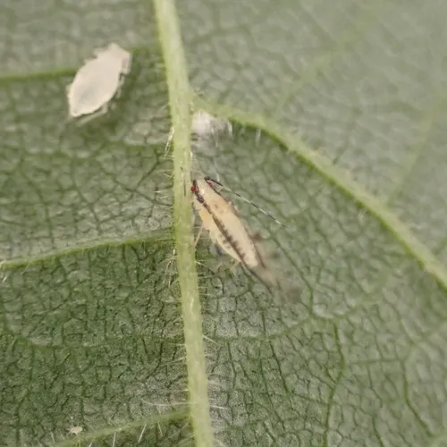 Lime Leaf Aphid
