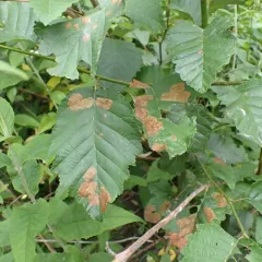 European Alder Leafminer thumbnail 1