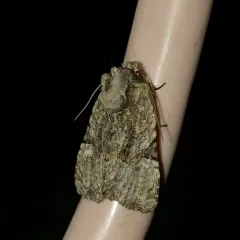 Black-banded Brocade thumbnail 1