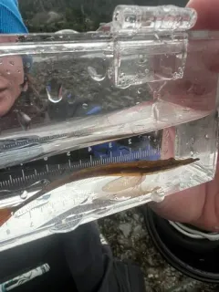 Southern Tubenose Poacher thumbnail 4