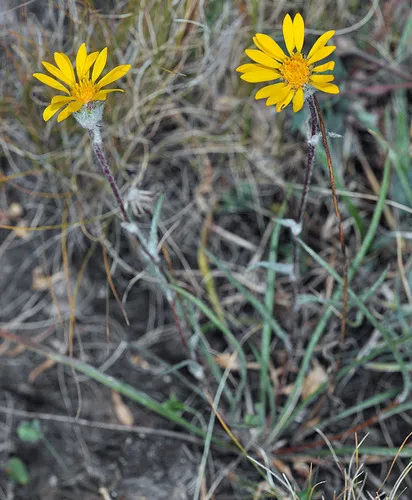 marsh goldenweed