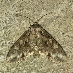 Cloudy Arches Moth thumbnail 1