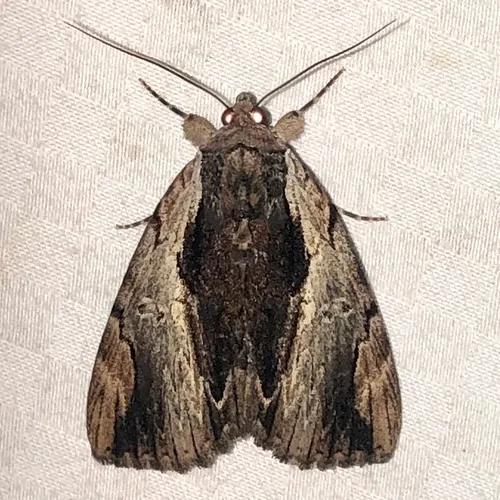 Ultronia Underwing