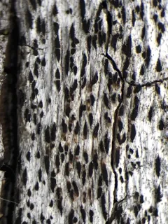 Black Woodscript Lichen thumbnail 1